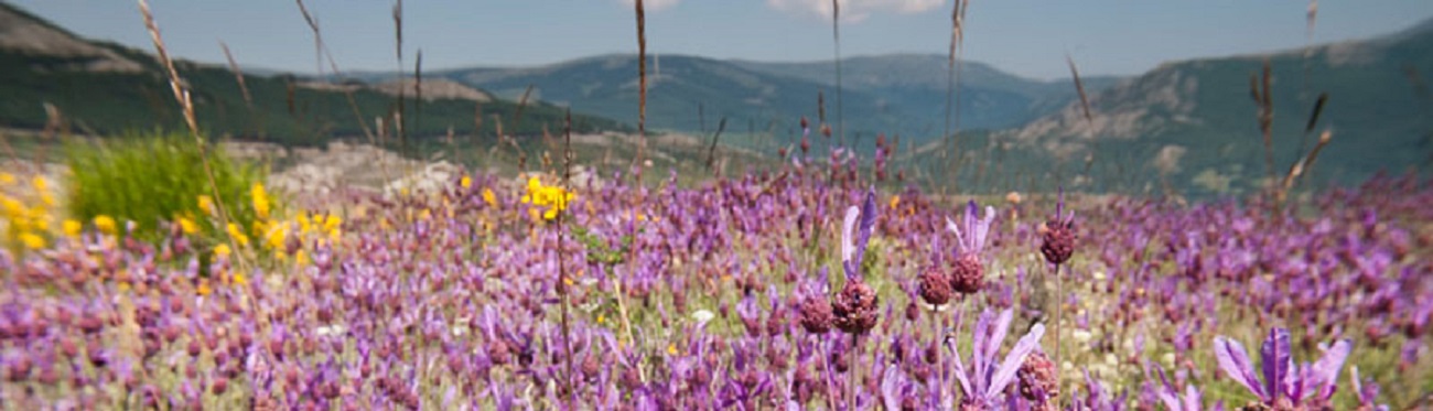 Campo de lavanda en el municipio de La Hiruela