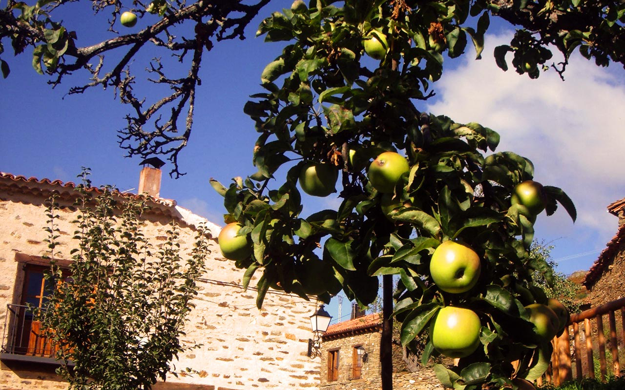 Variedad de manzana llamada pero