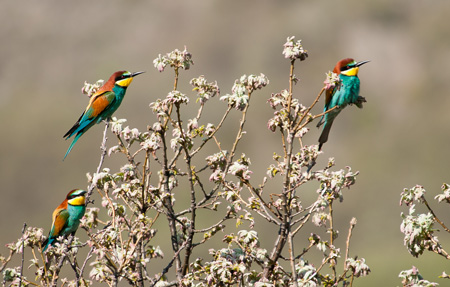 Abejarucos en Horajuelo de la Sierra