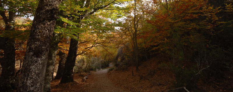 El haya Fagus sylvatica