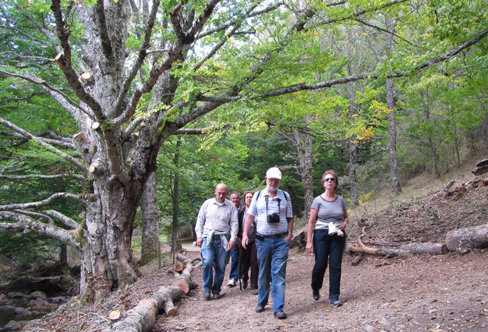 visitar El Hayedo de Montejo