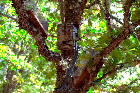 Trampas en los árboles
©Equipo de la Reserva de la Biosfera Sierra del Rincón