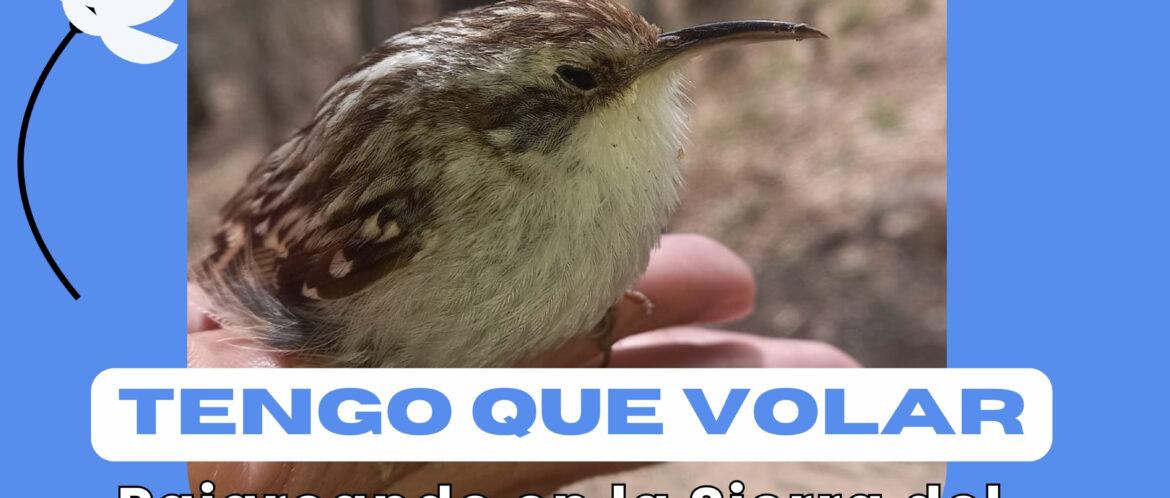 Actividad temática Tengo que volar. CEA Hayedo de Montejo